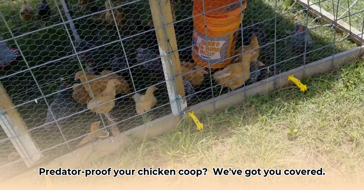 chicken-tractor-predator-proof